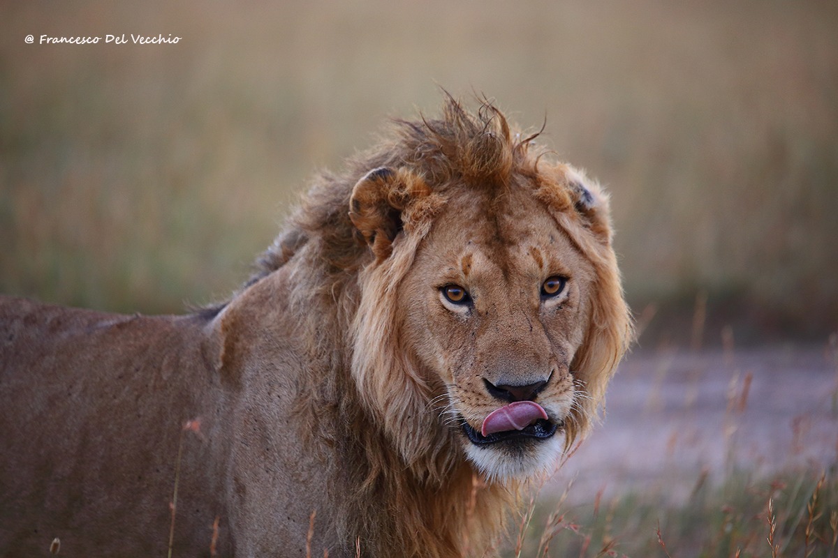 Earles, Pride Male Pride of Rongai