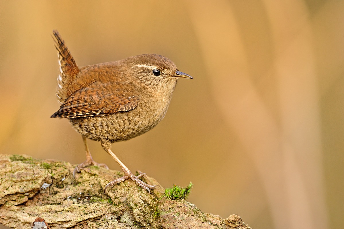 Wren