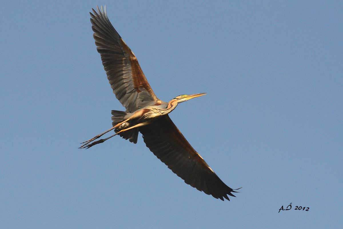 Purple Heron