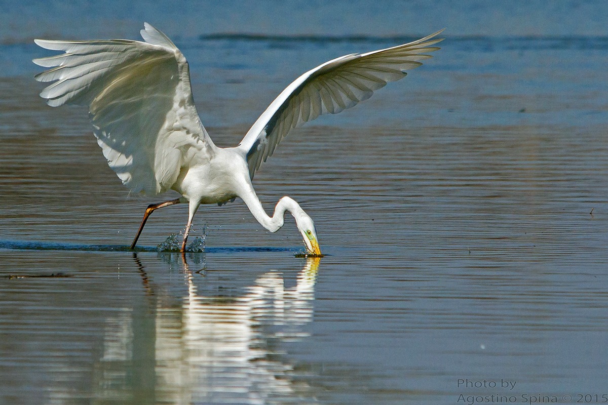White heron hunting