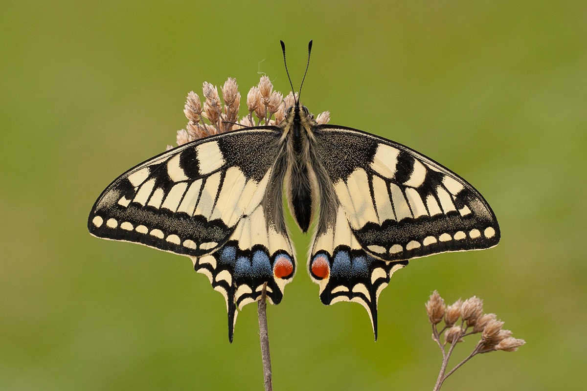 Papilio machaon (Update)