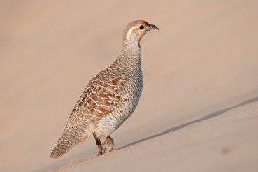 Francolinus pondicerianus