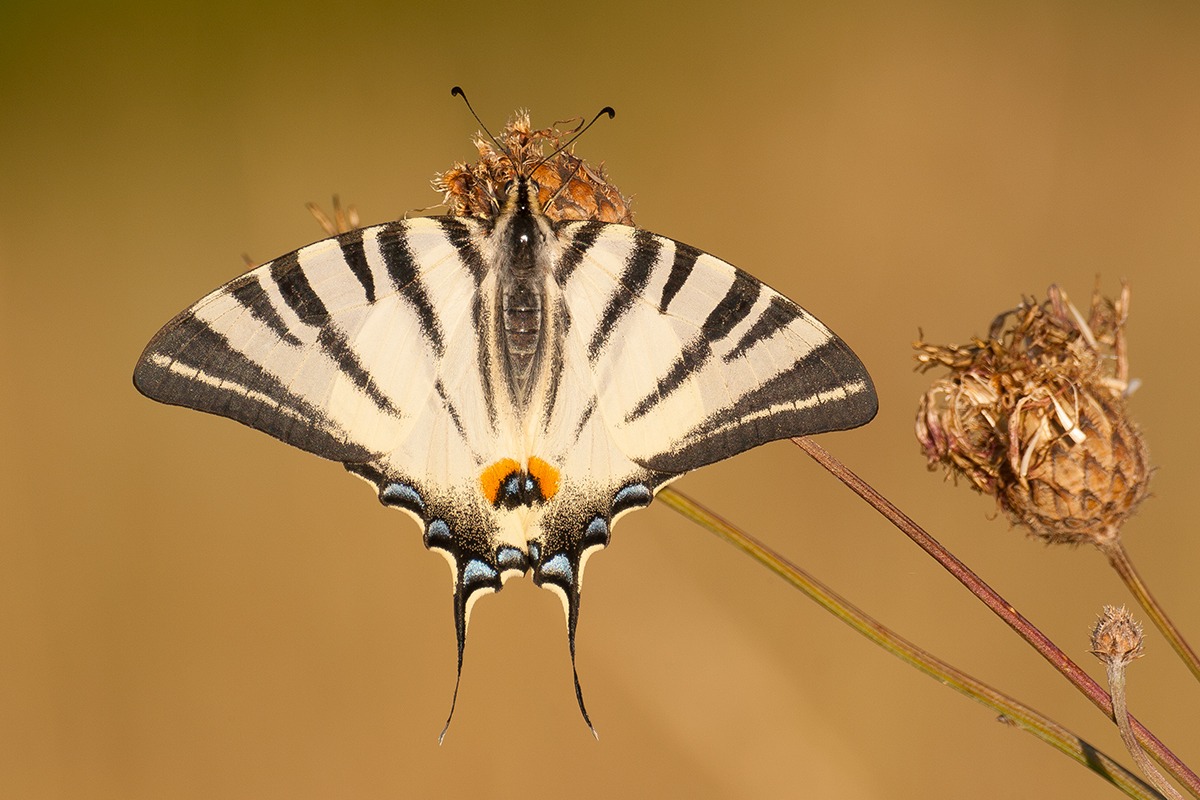 Iphiclides podalirius (Update)