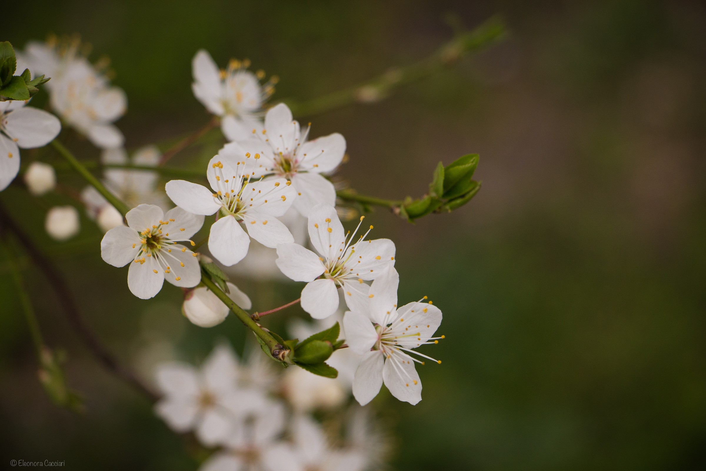 fiori di primavera
