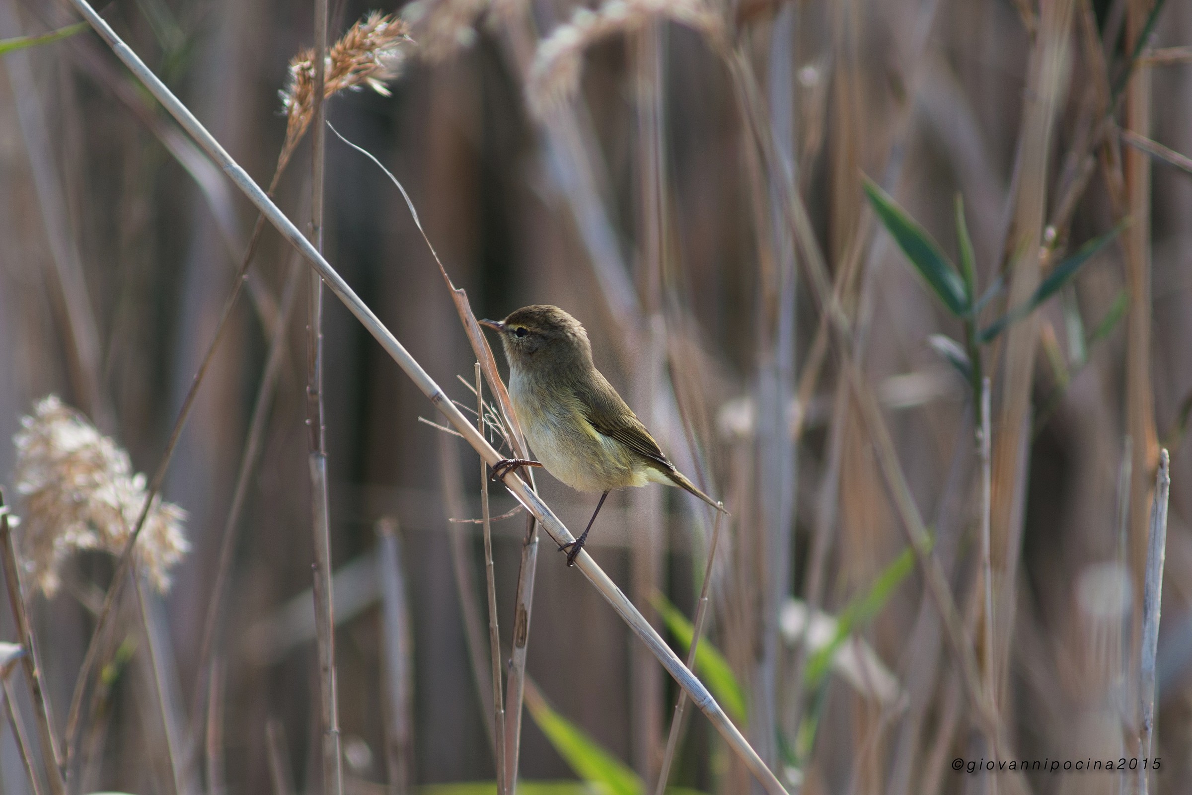 Warbler, (I think) .... Aiut ....