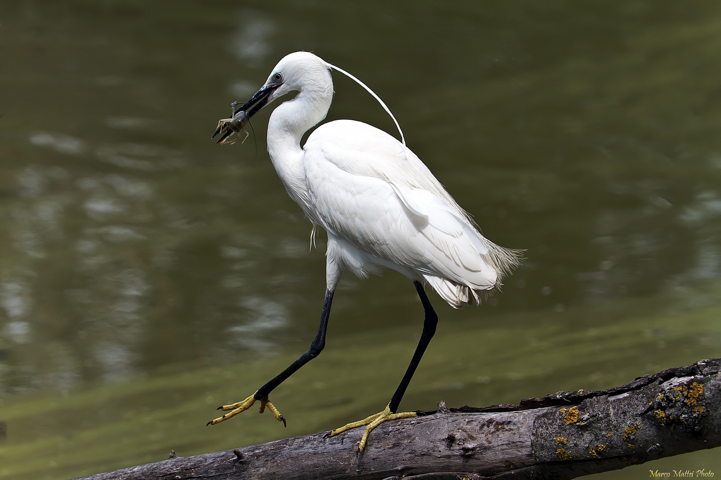 Little Egret Egretta