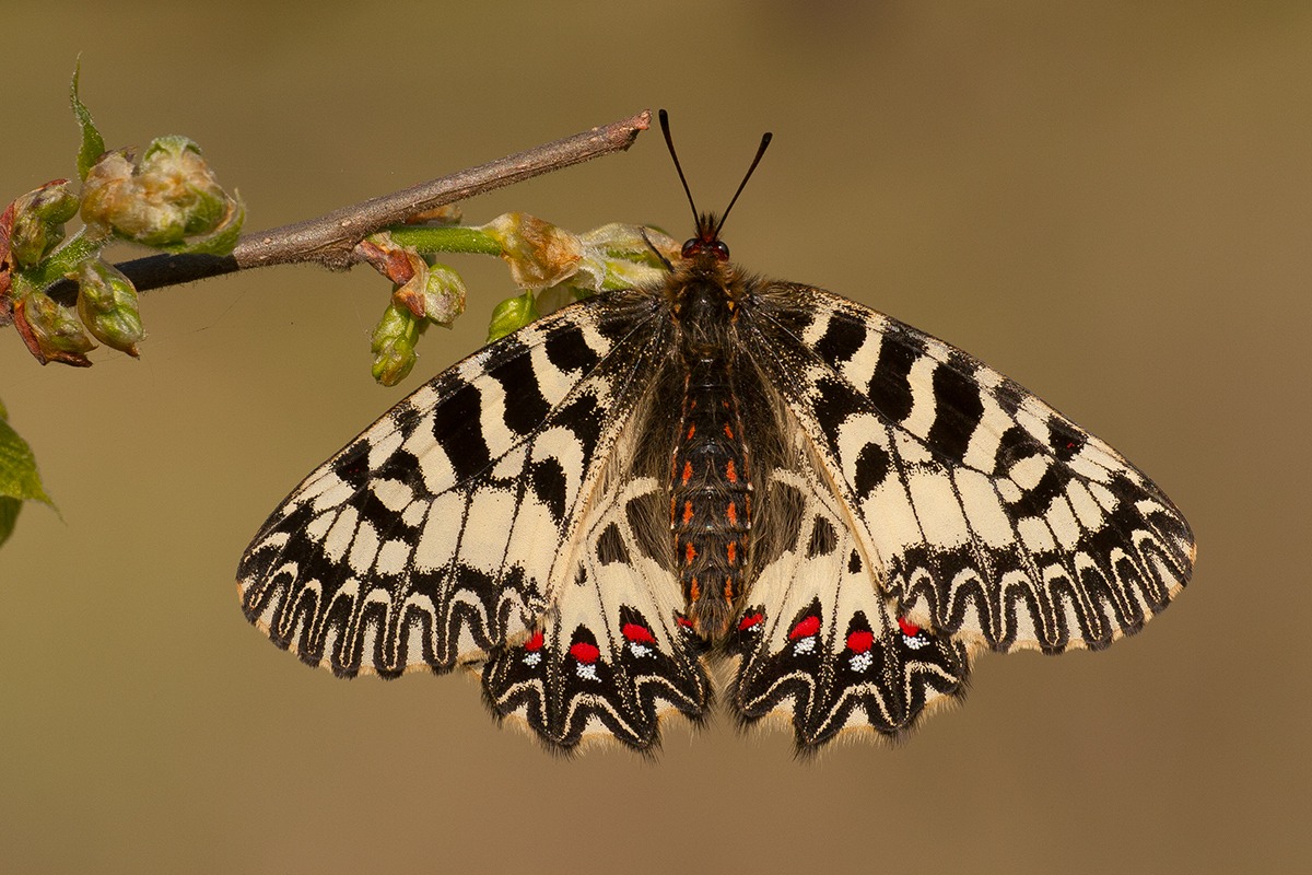 Zerynthia polyxena (Update)