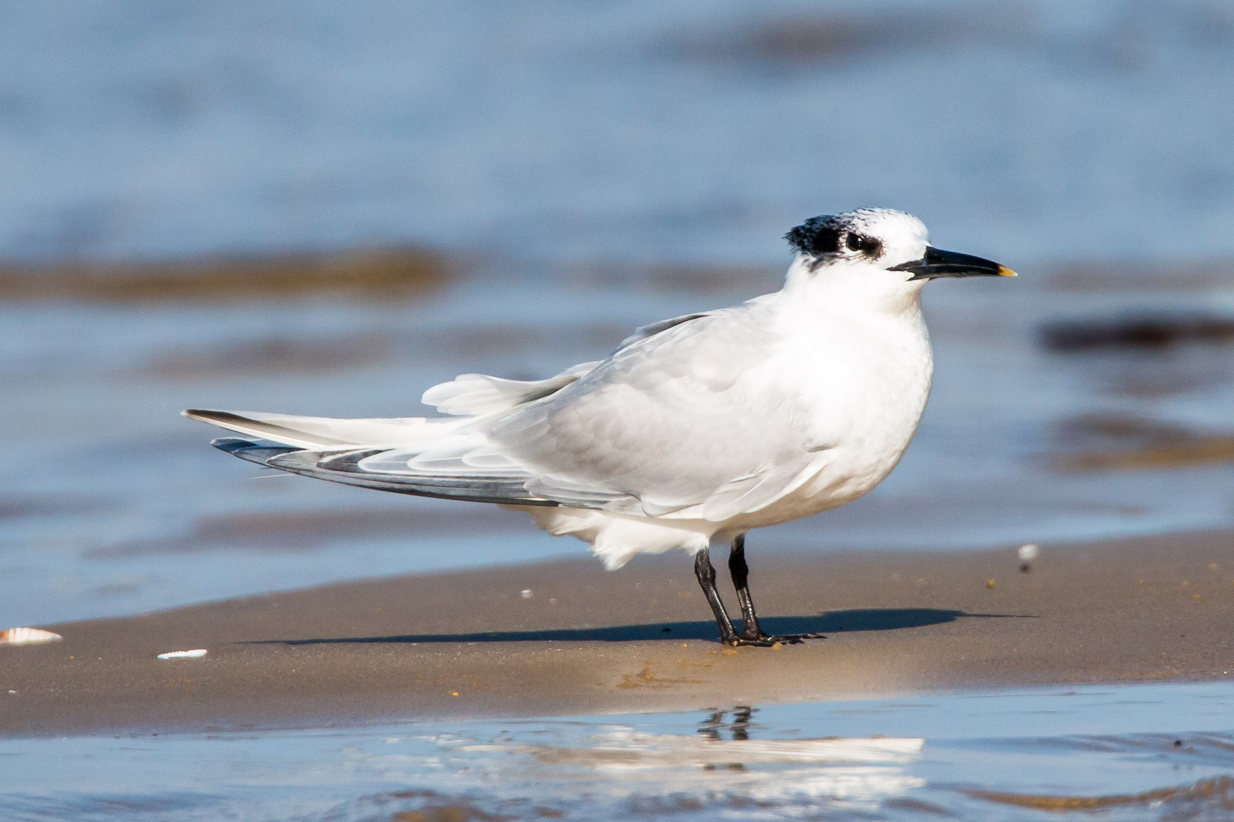 Sandwich Tern