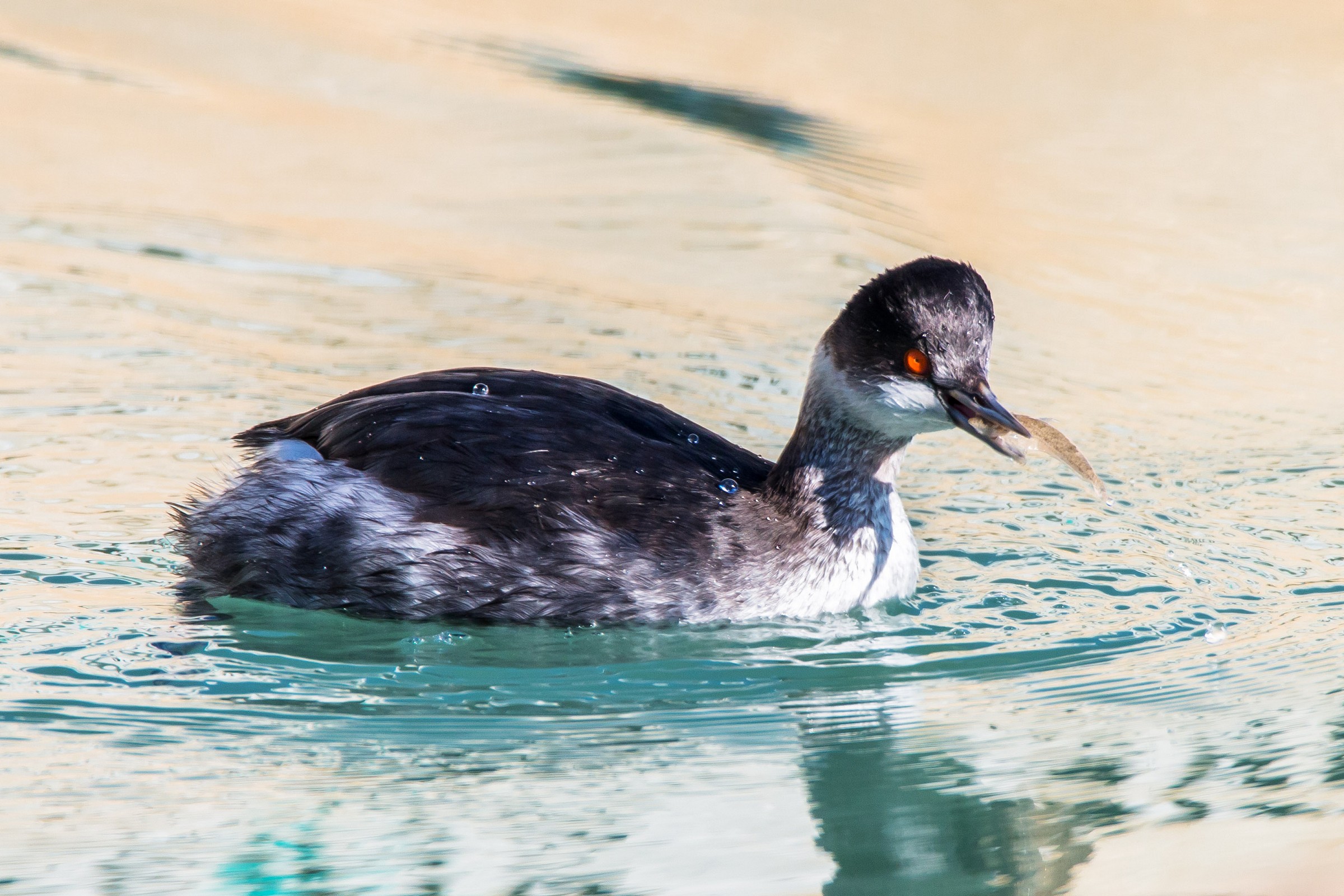 Black-necked Grebe