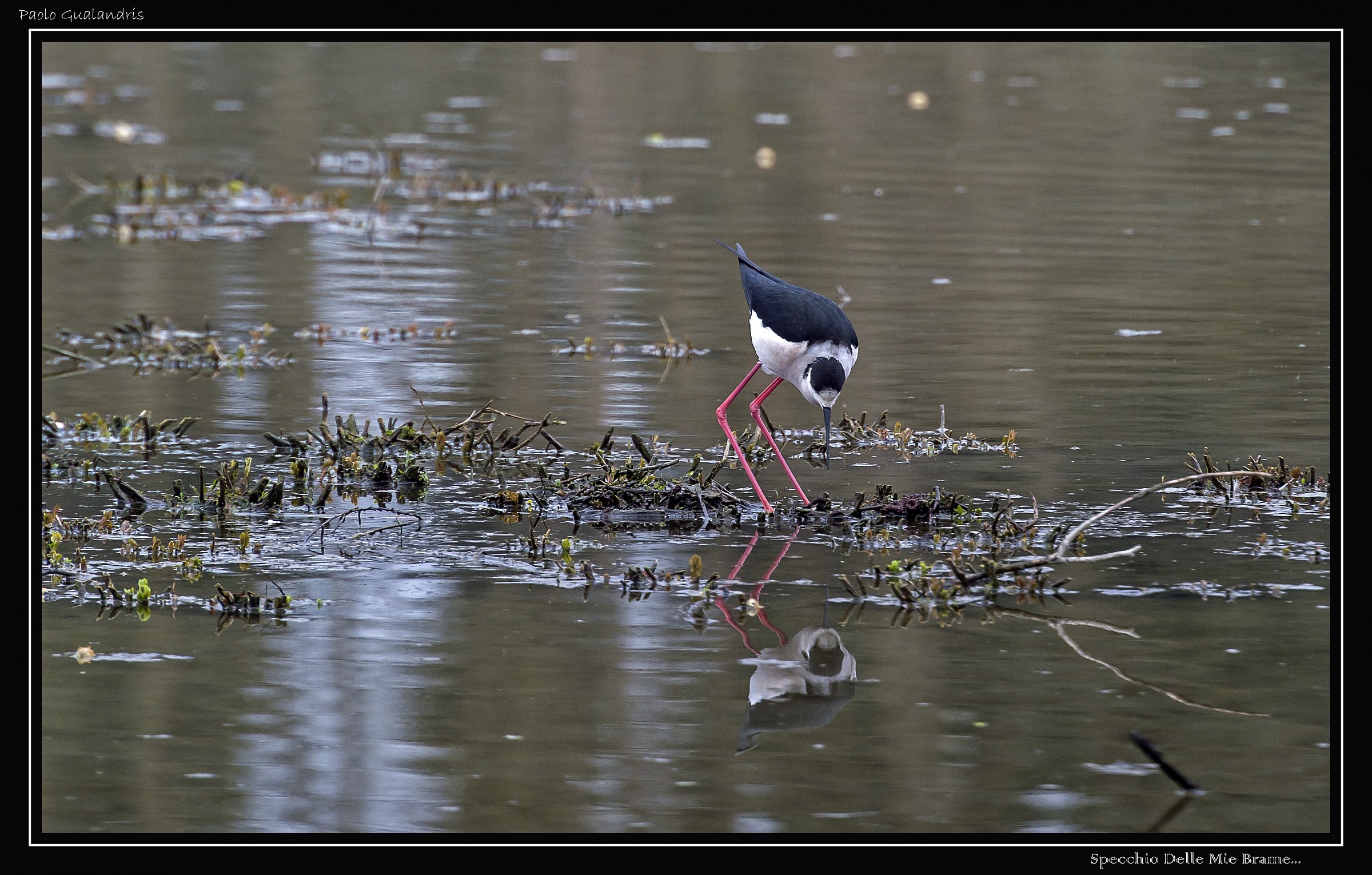 Specchio Delle Mie Brame...