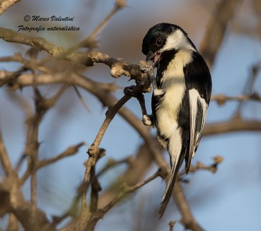 Parus nuchalis