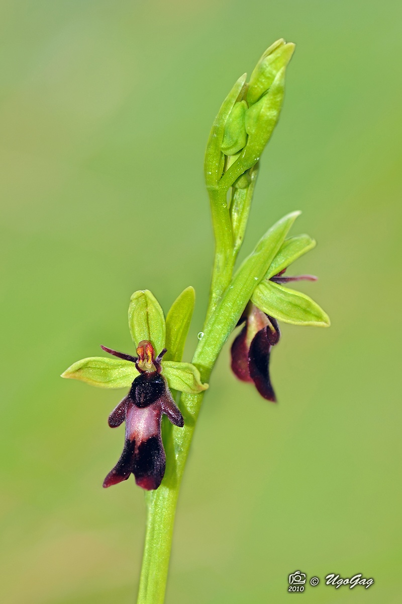 Ophrys insectifera