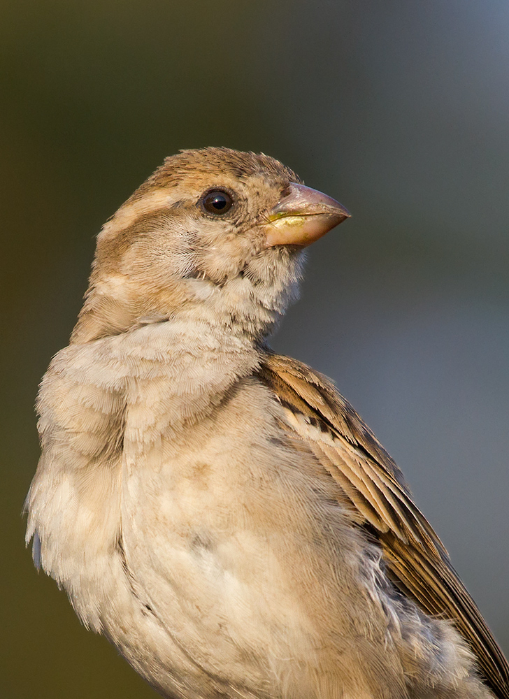 Portrait of House Sparrow.