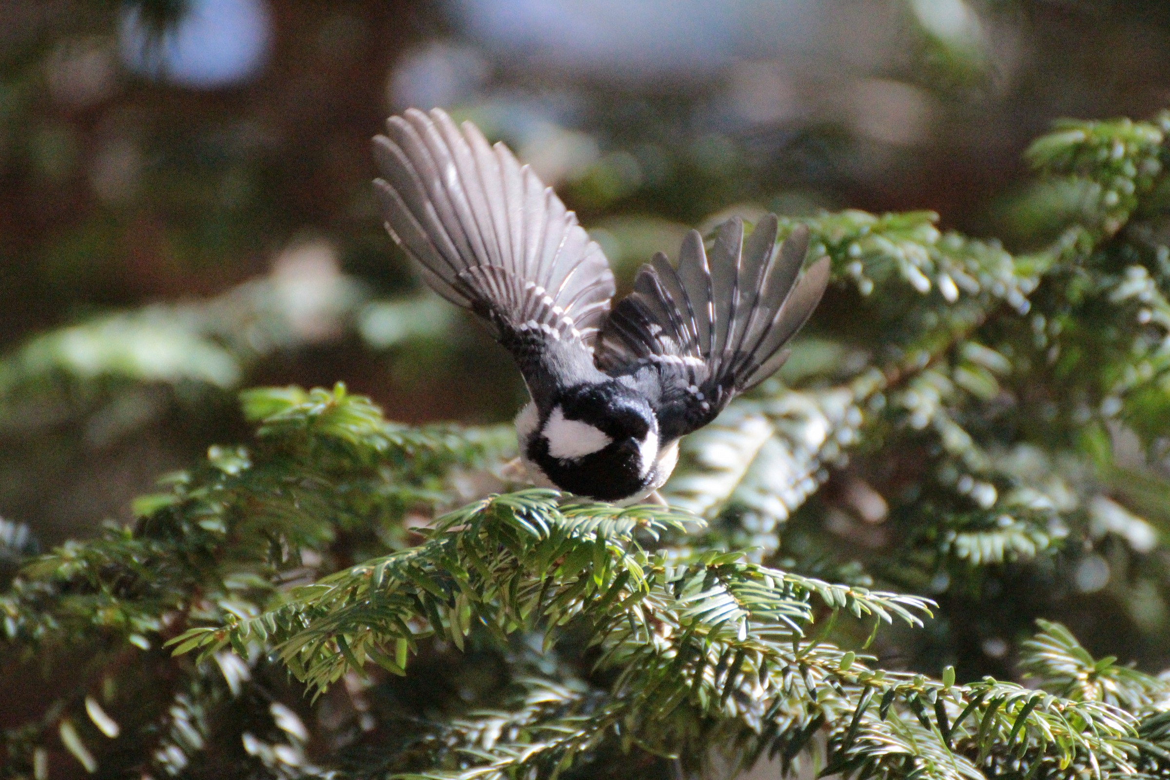 Cincia mora all'attacco