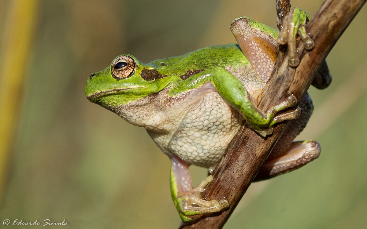 Hyla sarda di stagno temporaneo