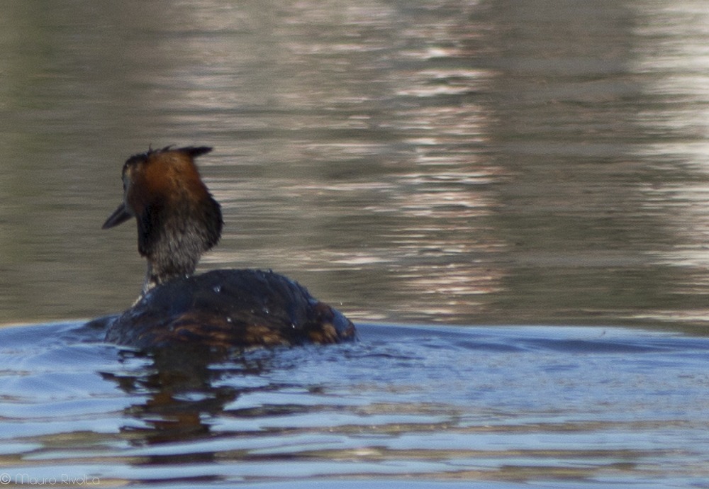Grebe