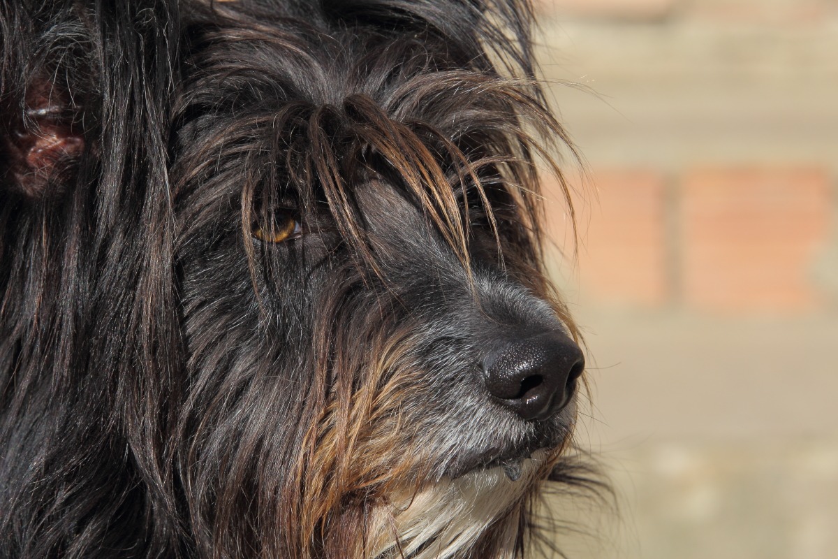 Spank...altro mio pelosetto salvato...