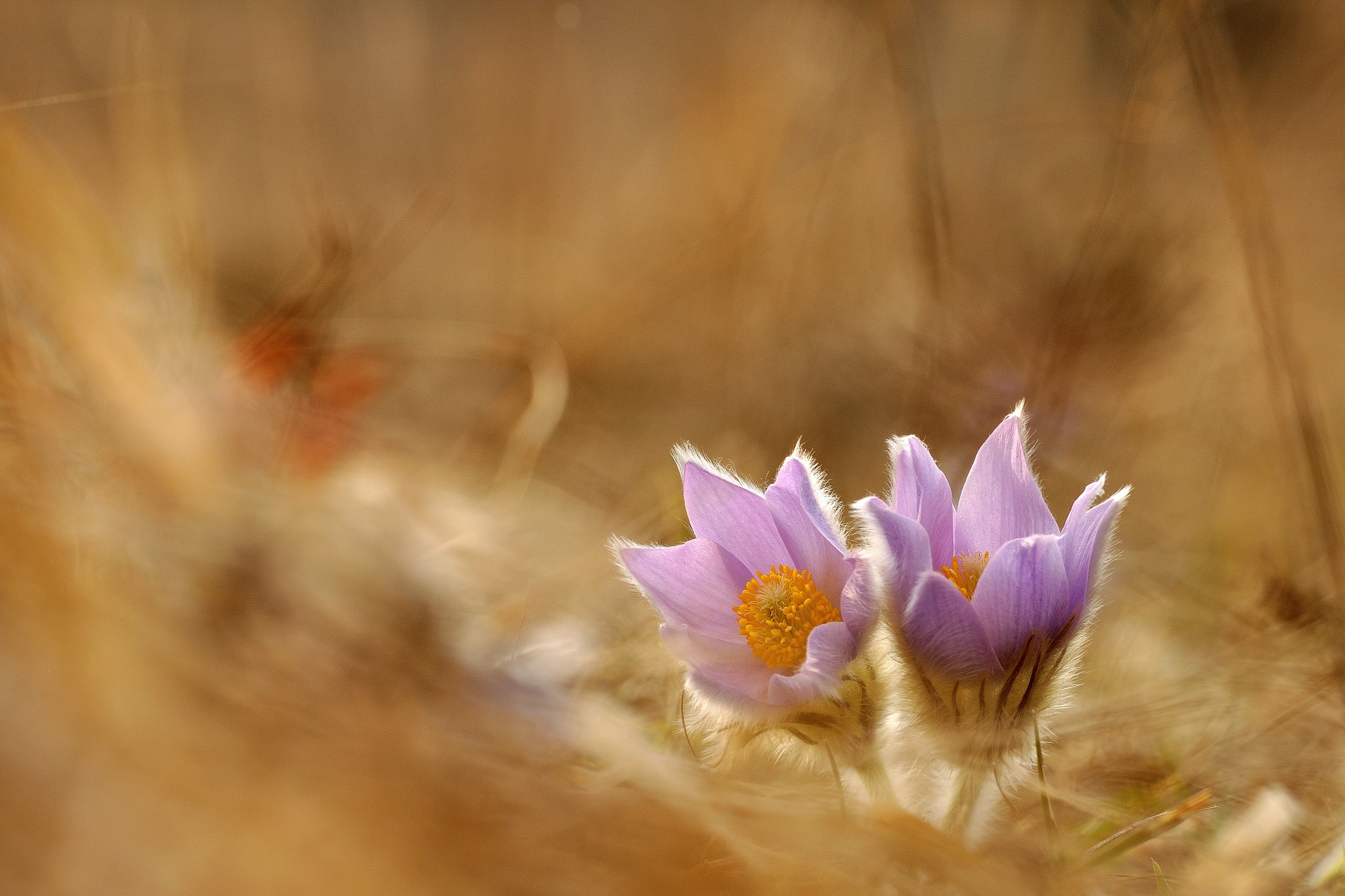 Pulsatilla