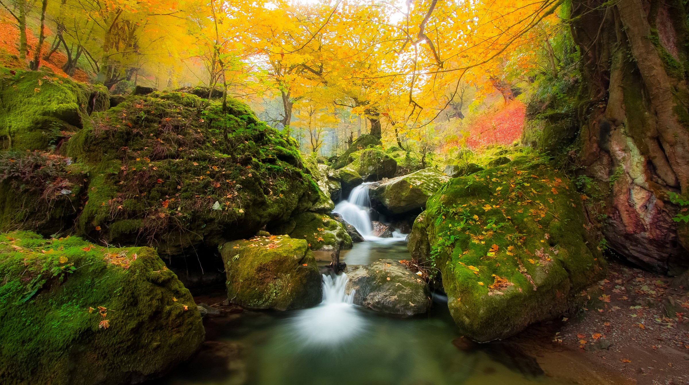 La magia della natura