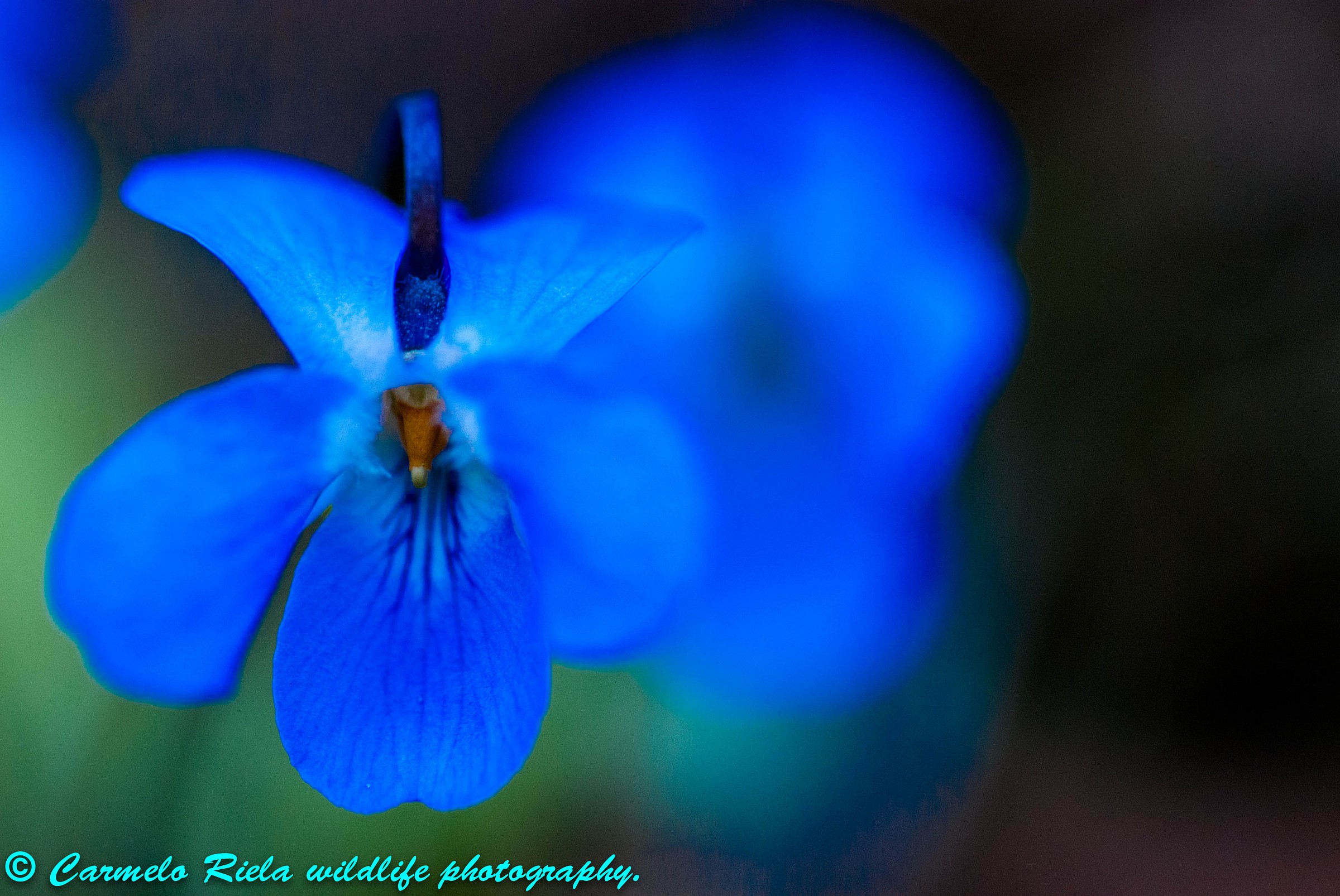 Wild Viola, Viola Canina.