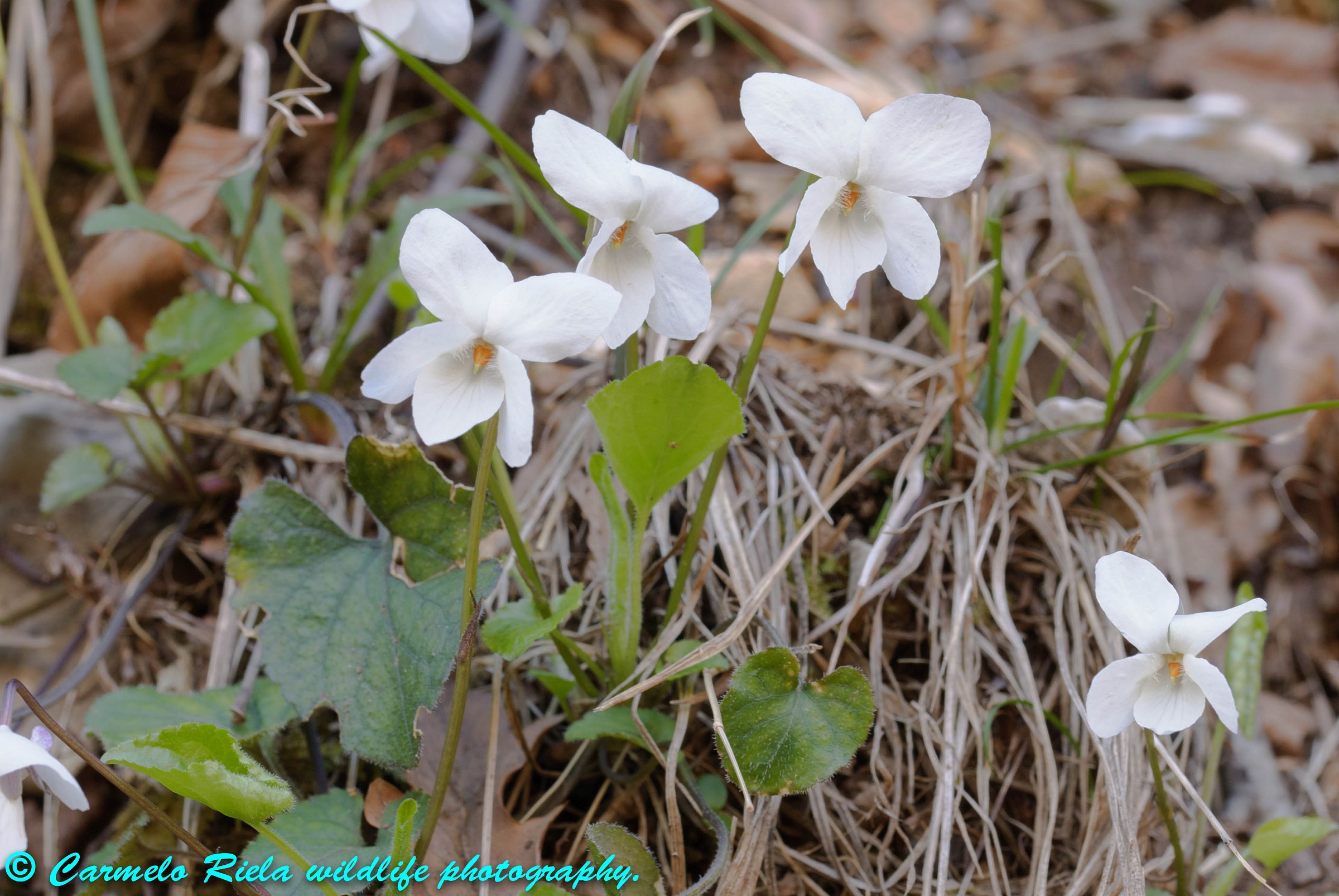 Purple White, Purple Dawn.