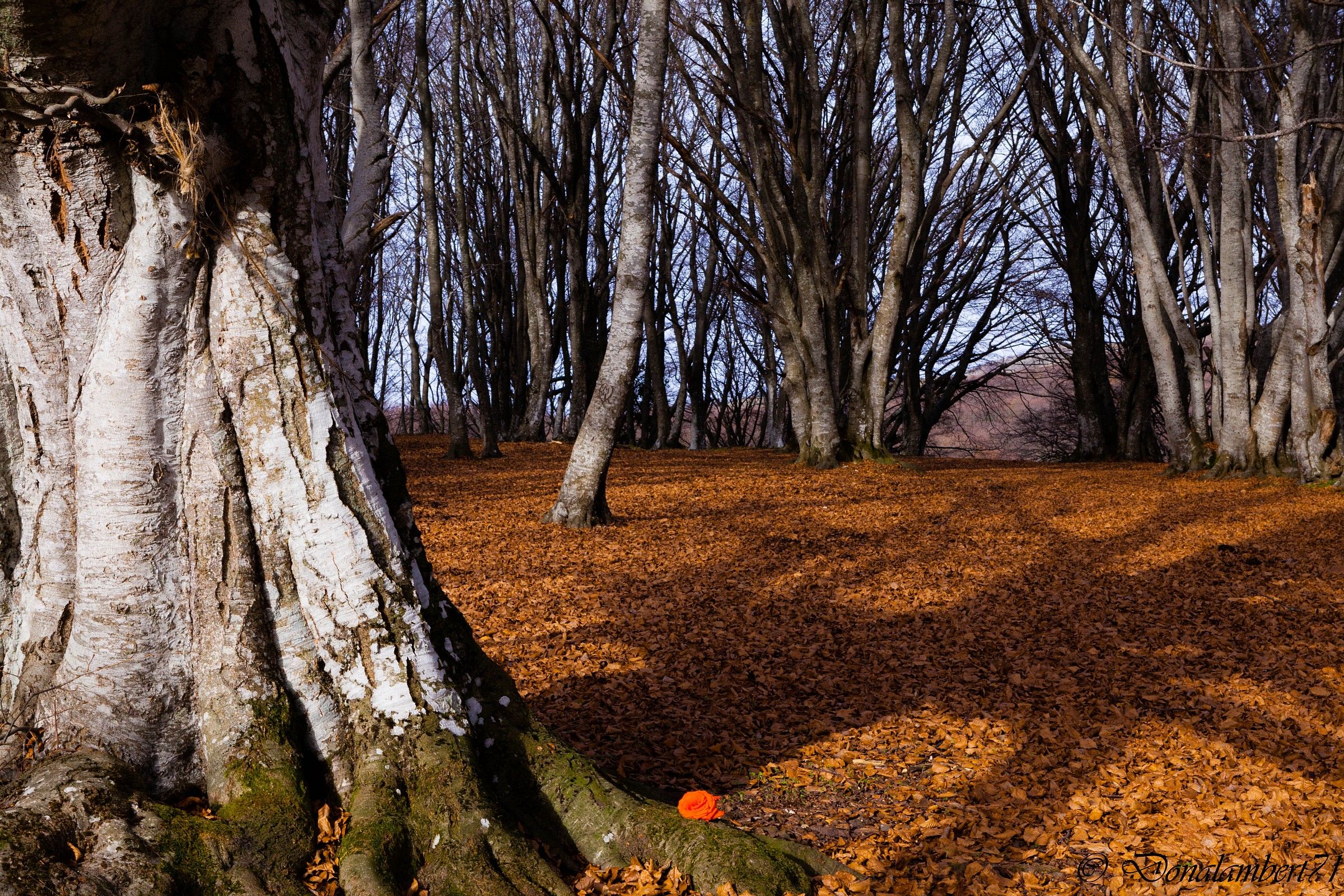 Forest in autumn