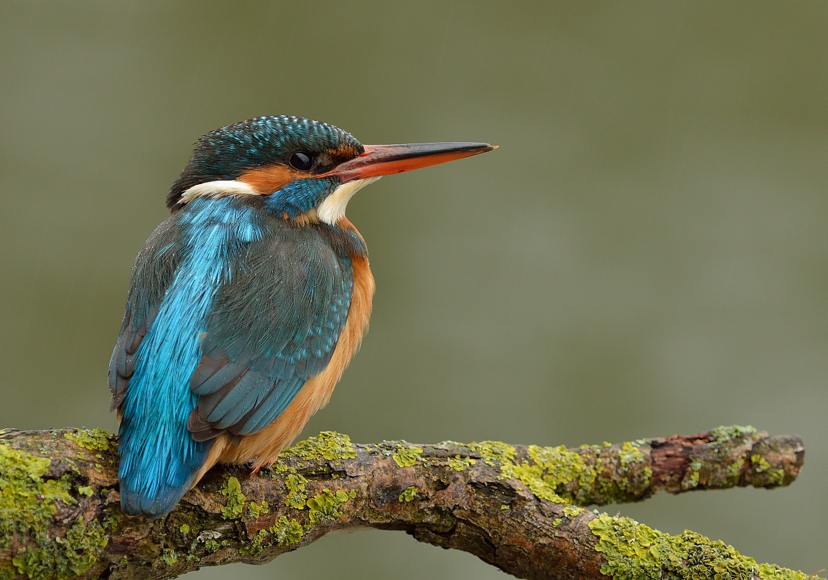 Kingfisher in una giornata di pioggia