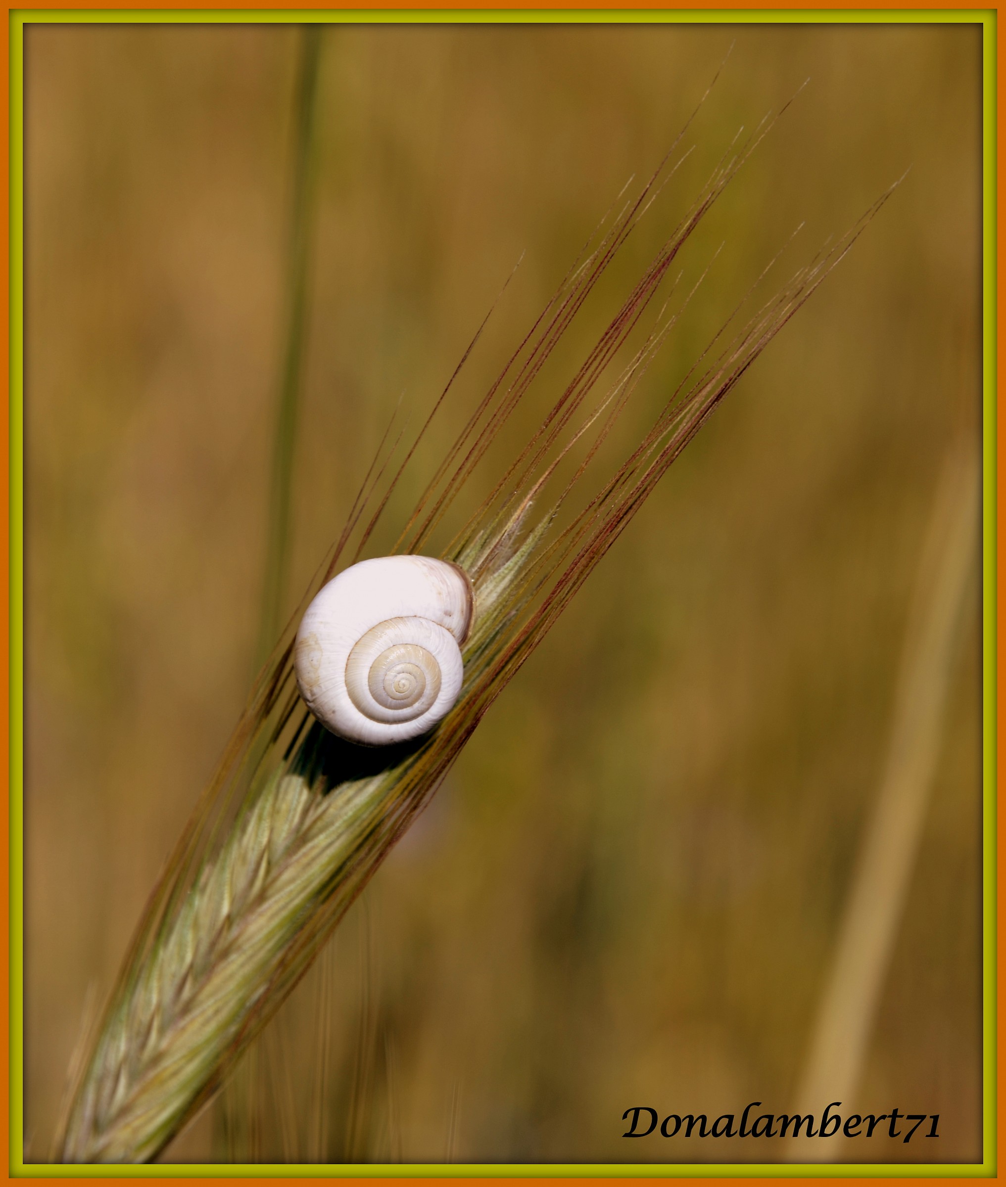 Ear of wheat with snail