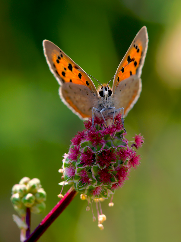 Lycaena phlaeas