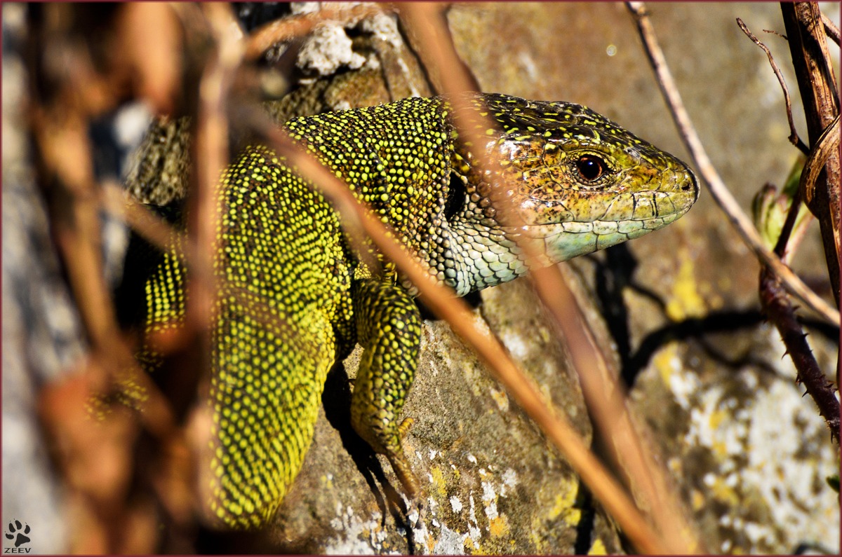 Lacerta Viridis