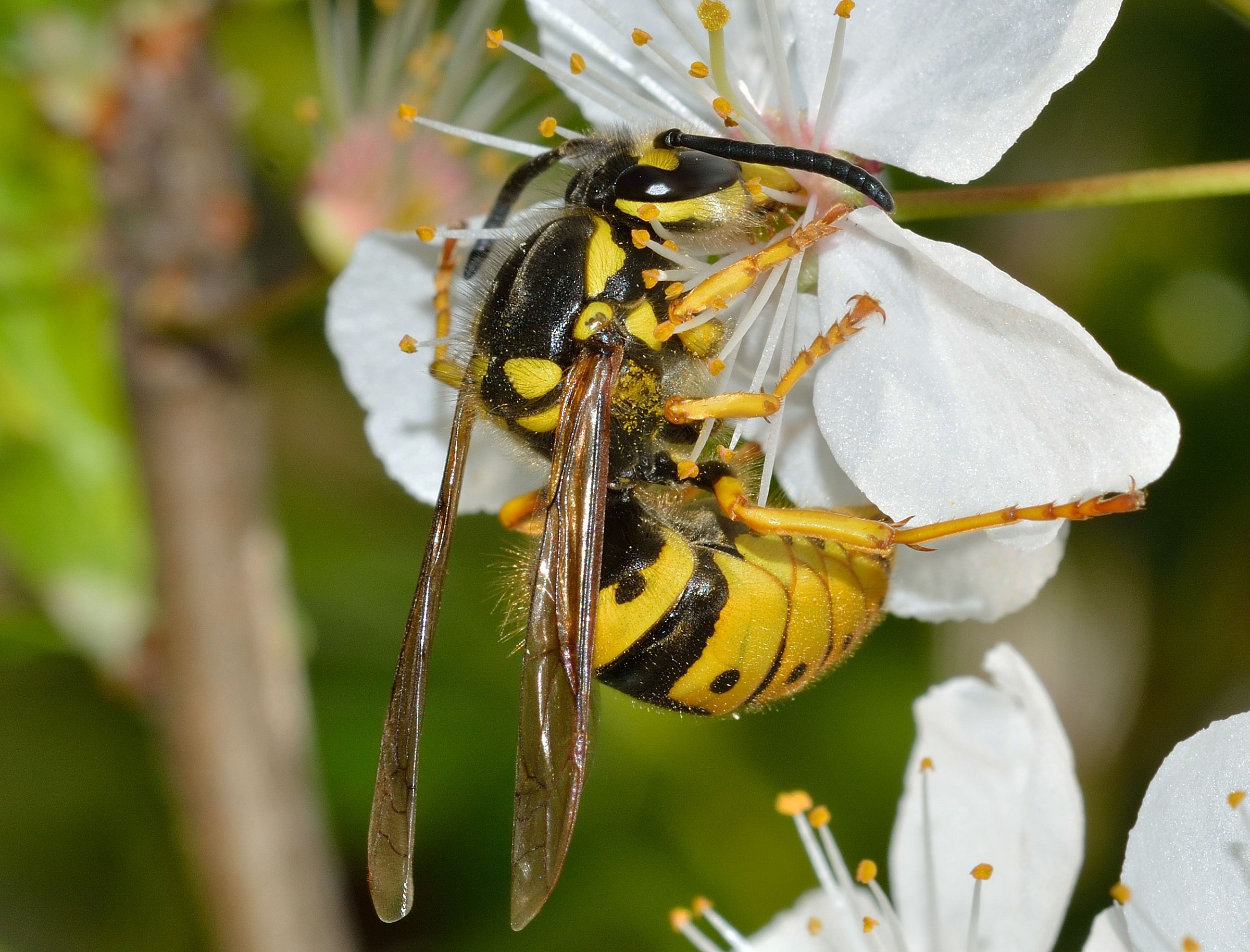 Queen of Vespula germanica