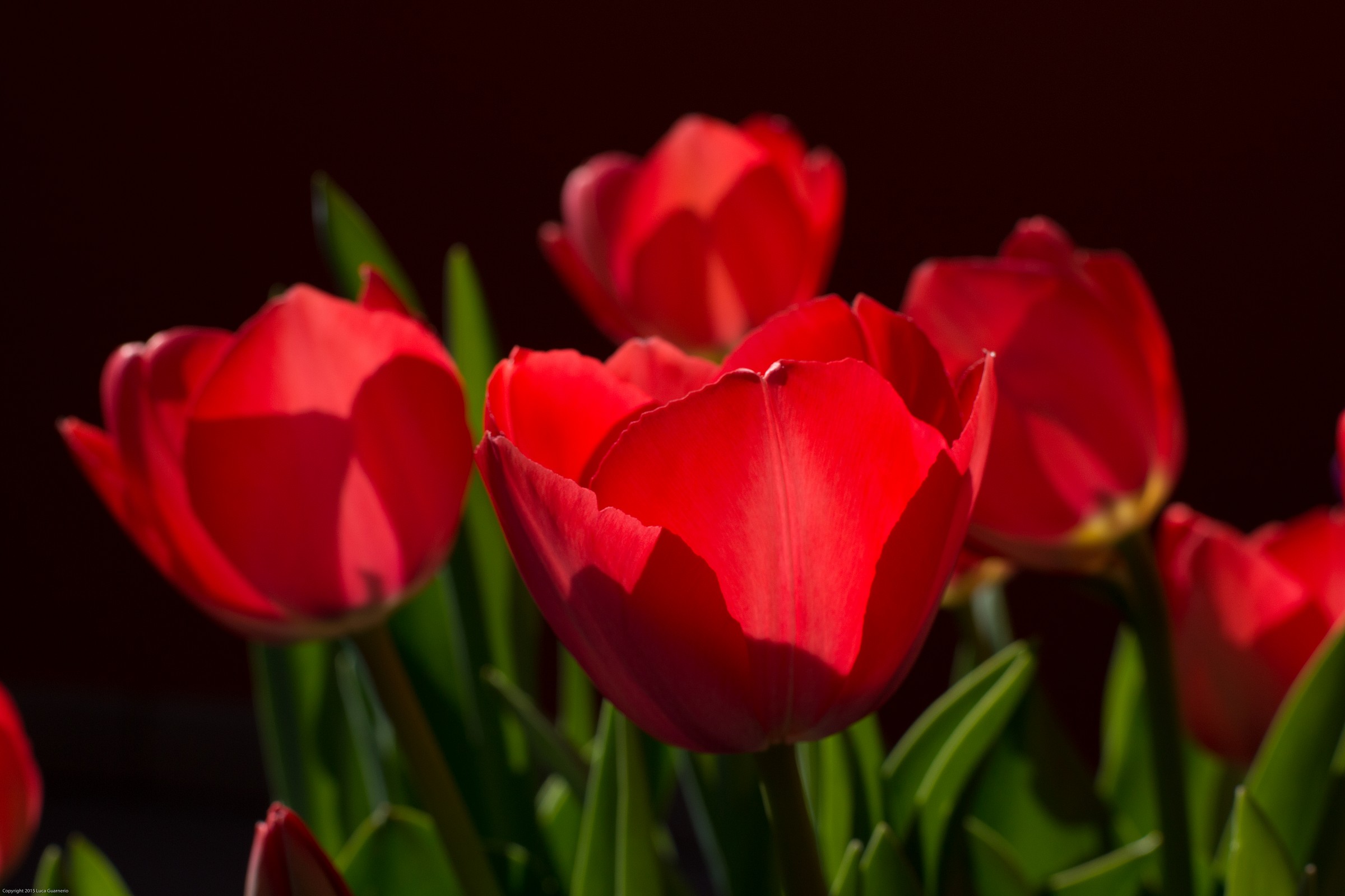 tulips 2015