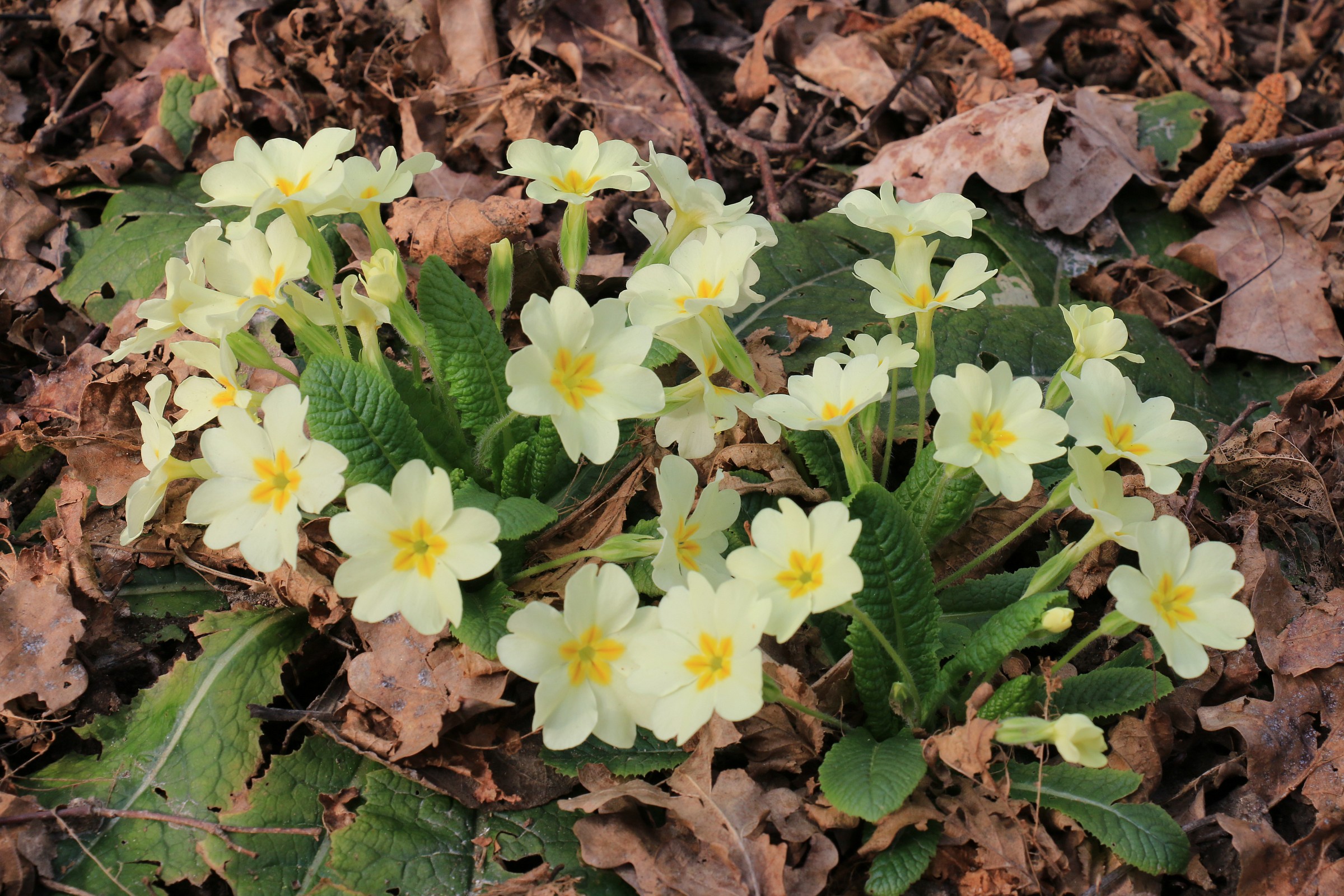 Primi colori di fine inverno