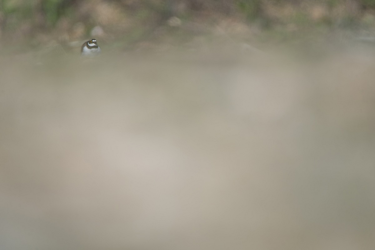 Little Ringed Plover (Charadrius dubius)
