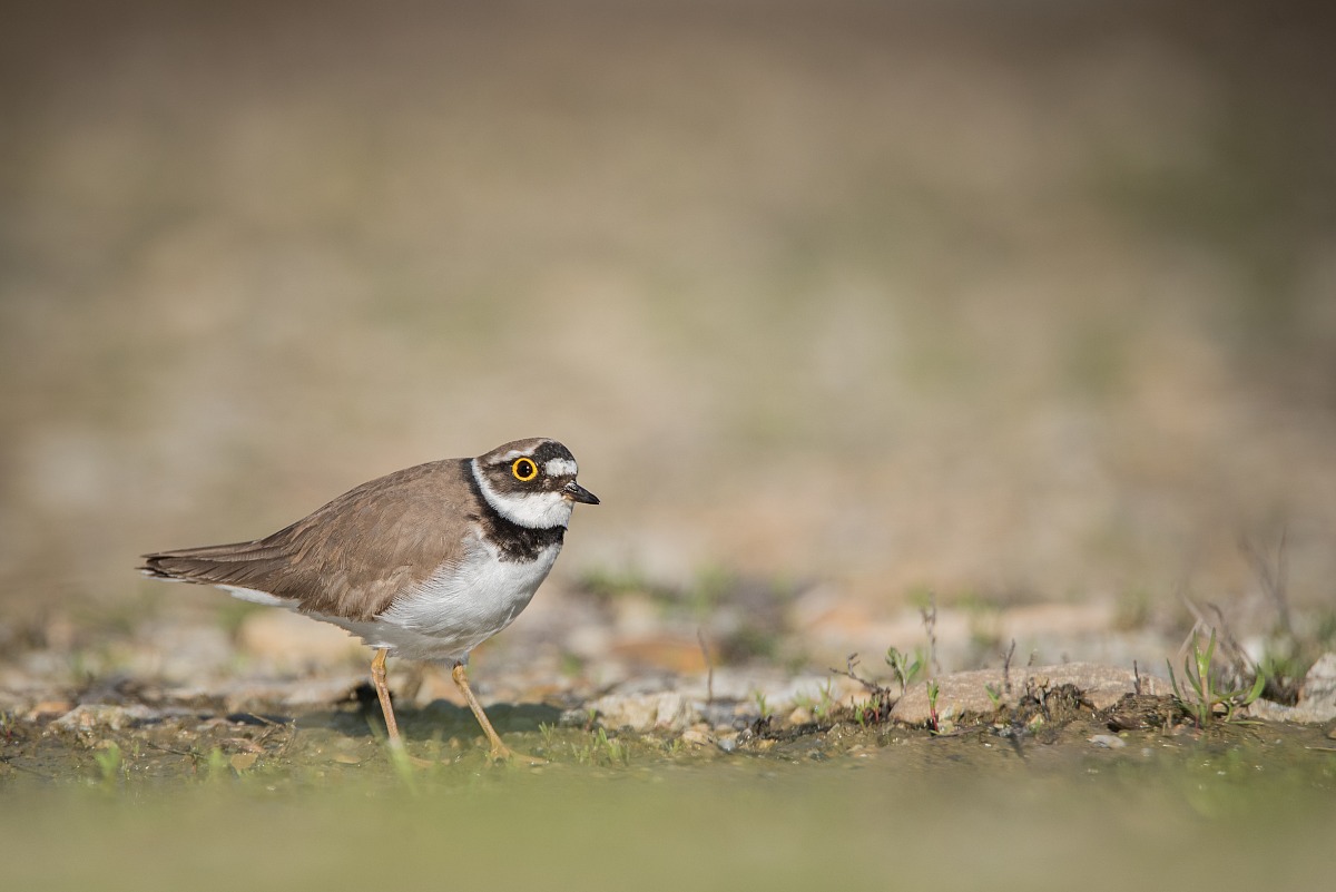 Little Ringed Plover (Charadrius dubius)