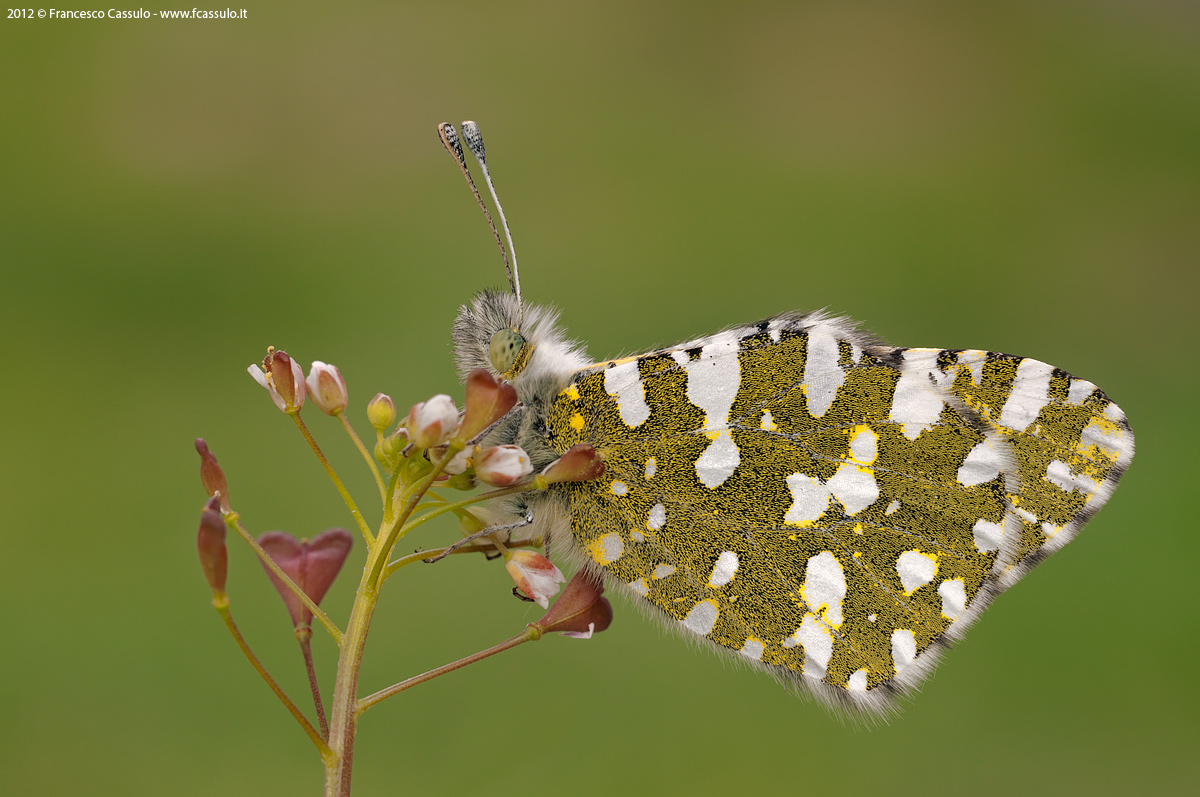 Euchloe crameri (Butler, 1869)