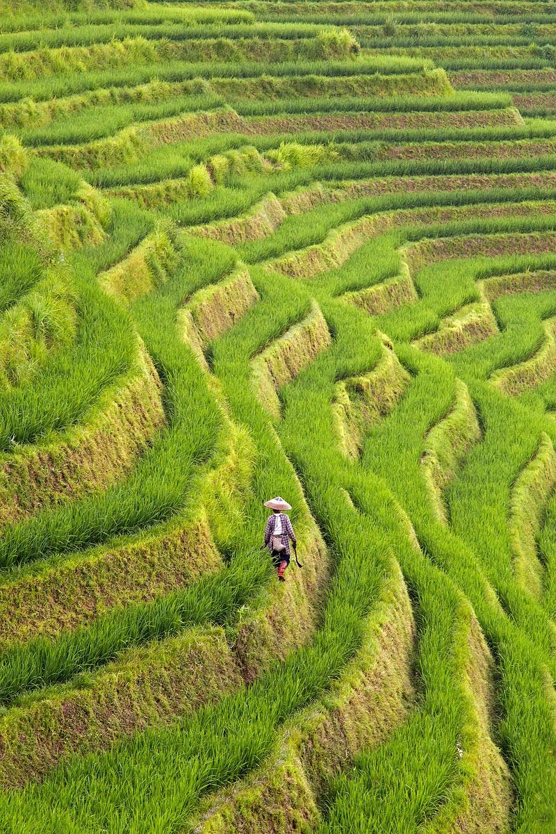 The Longsheng Rice Terraces China