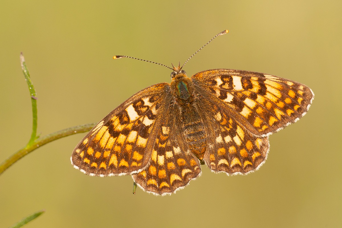 Melitaea phoebe (Update)