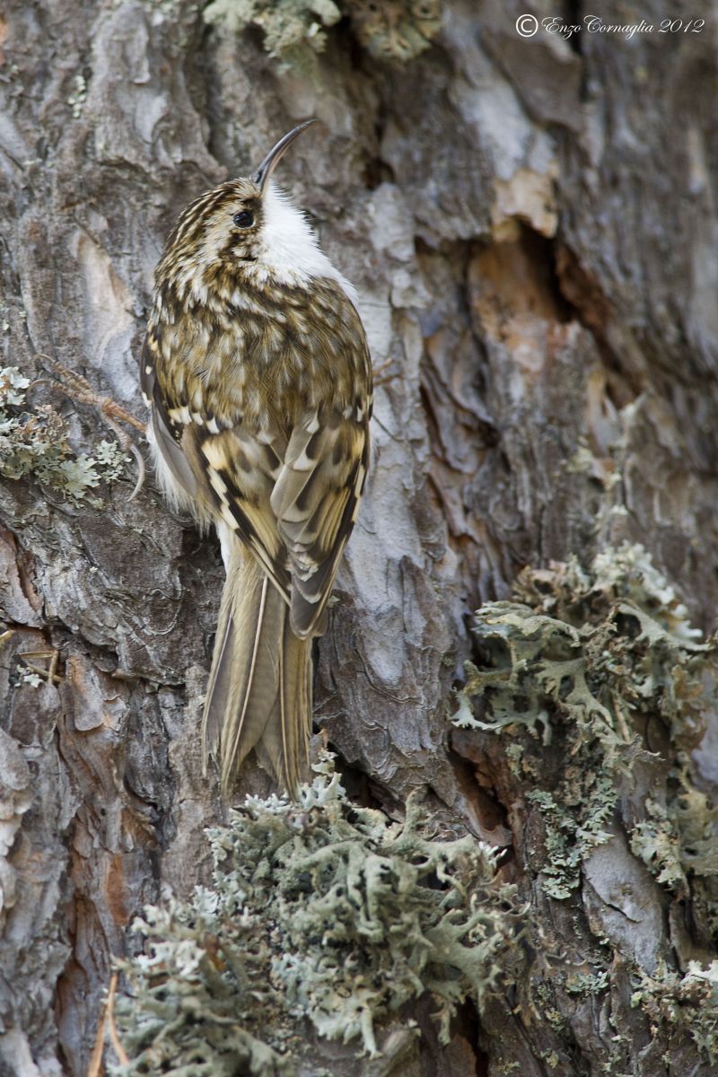 Treecreeper
