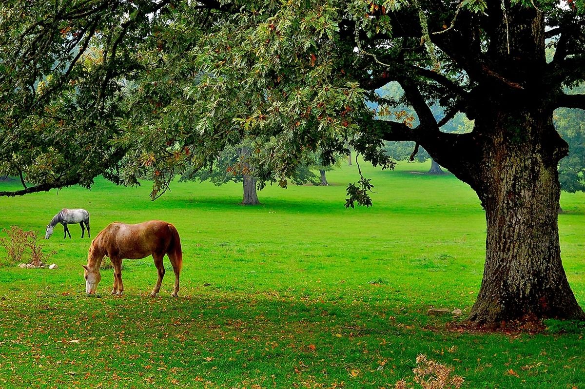 Under the Oak aGrande