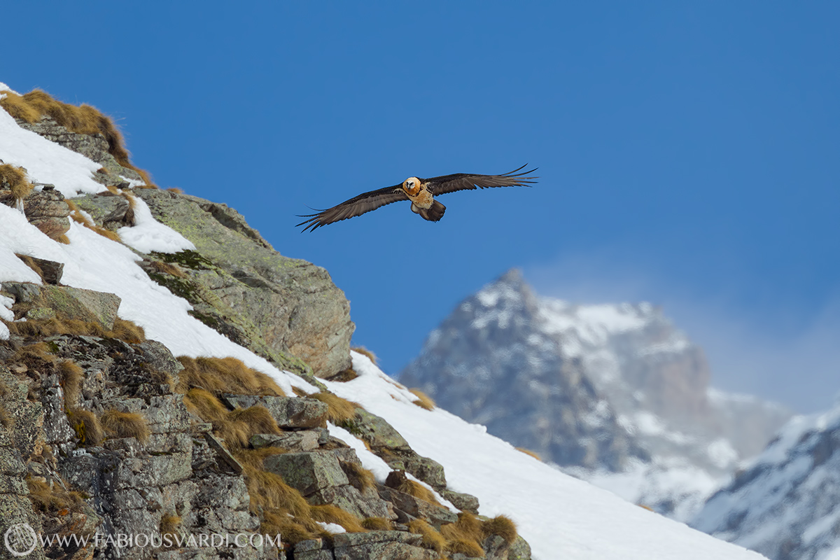 Gypaetus barbatus (Bearded)