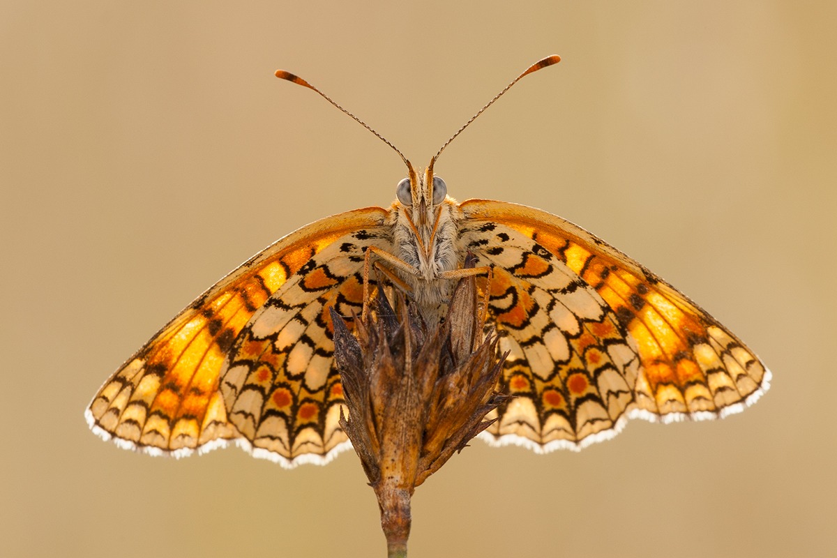 Melitaea phoebe (Update)