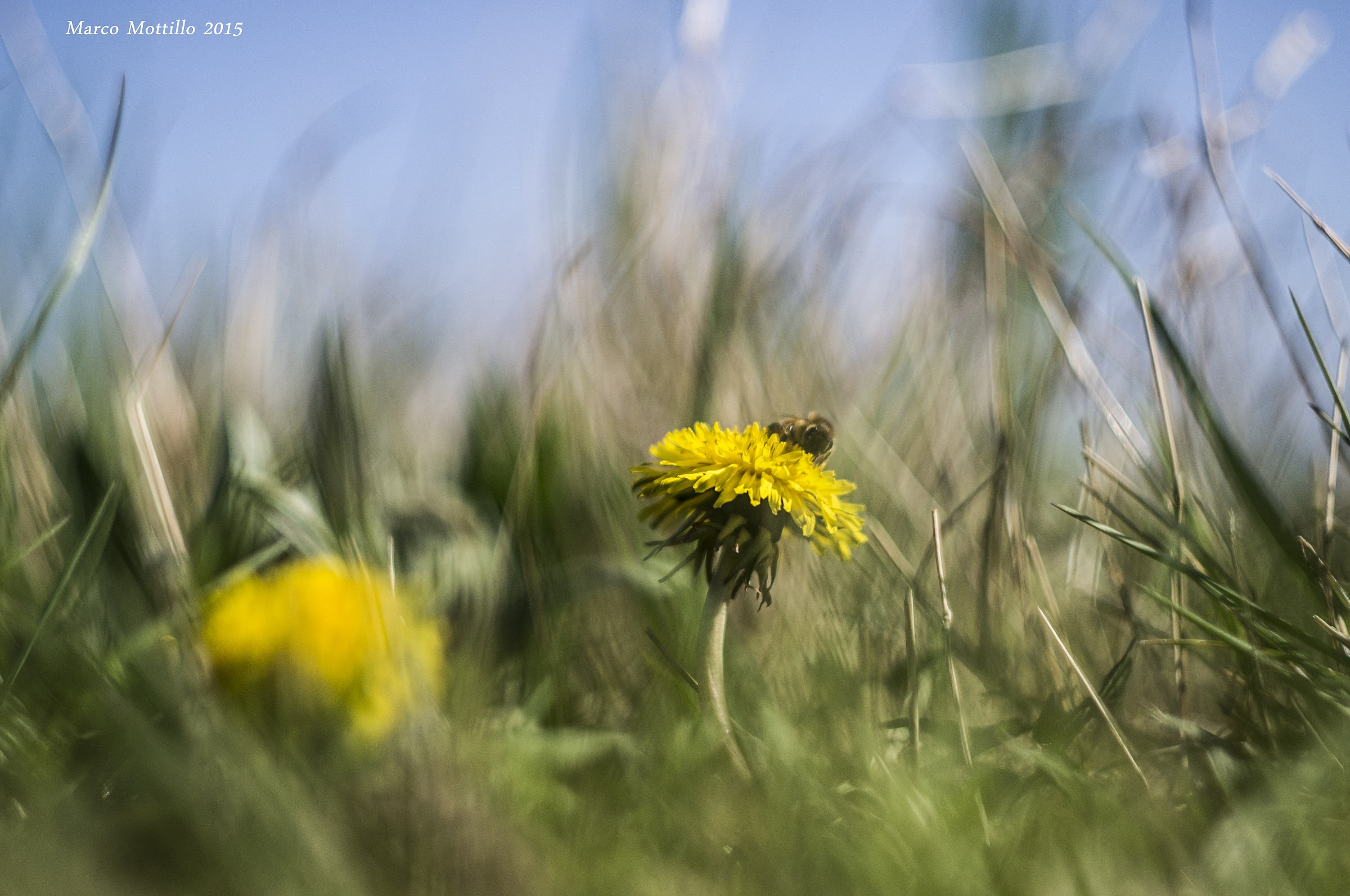 Taraxum 's magic land