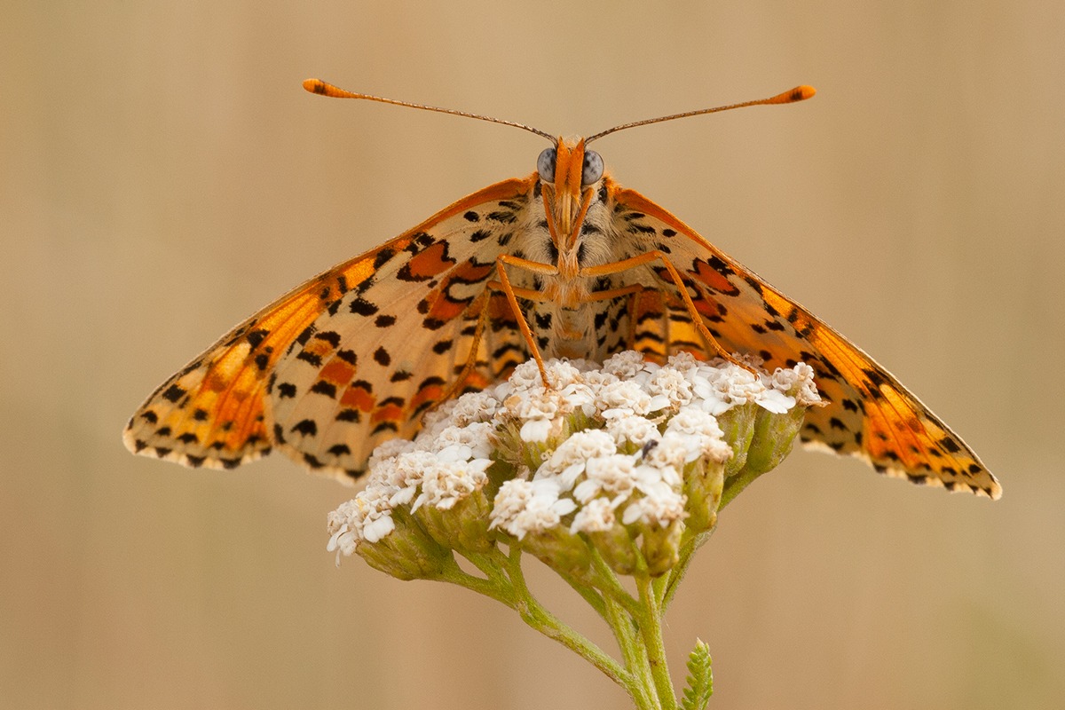 Melitaea didyma (Update)