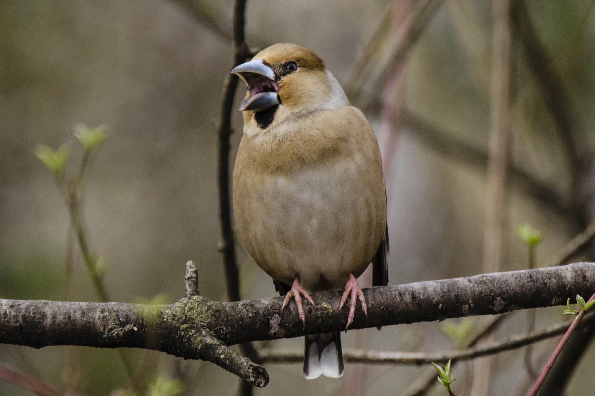 Hawfinch