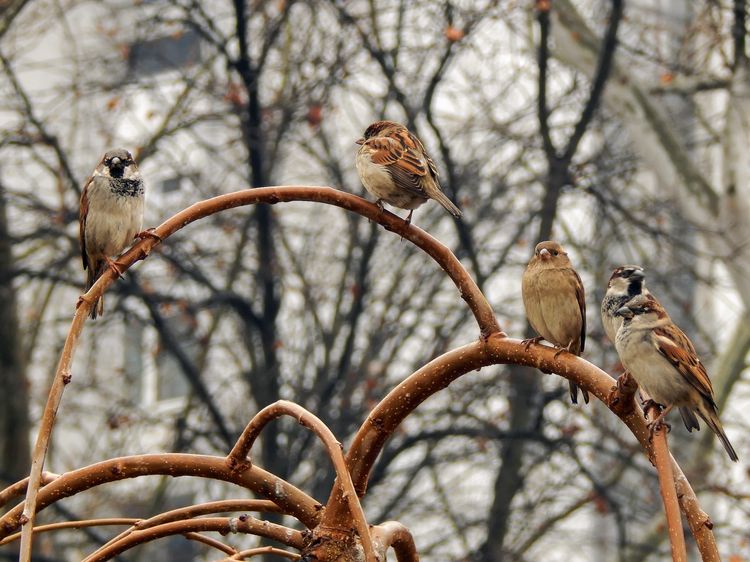 Sparrows