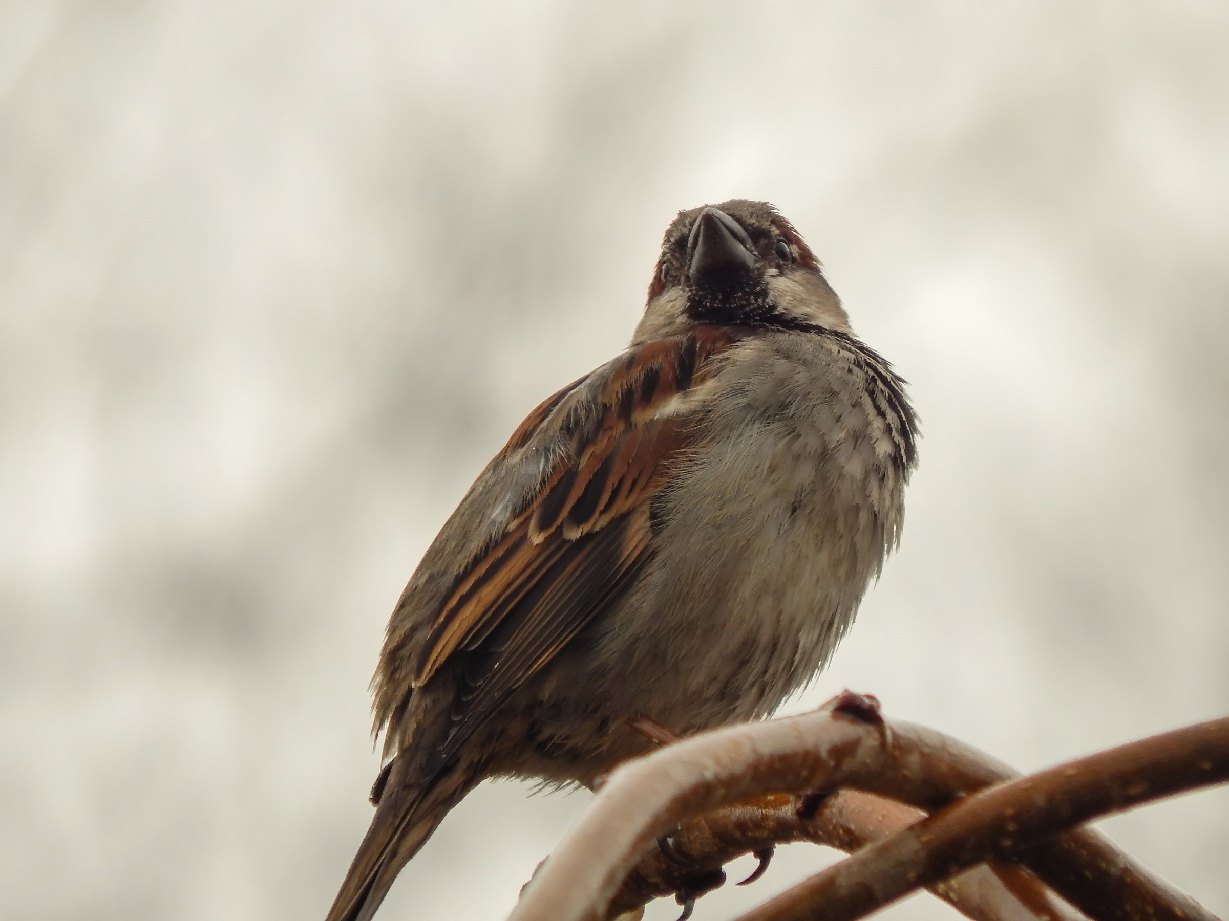 Sparrow 1