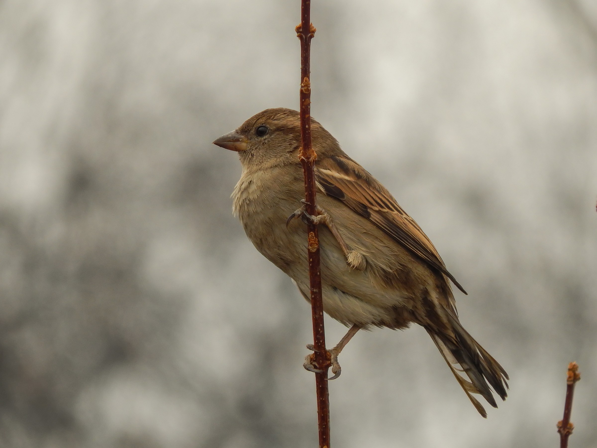 Sparrow 2