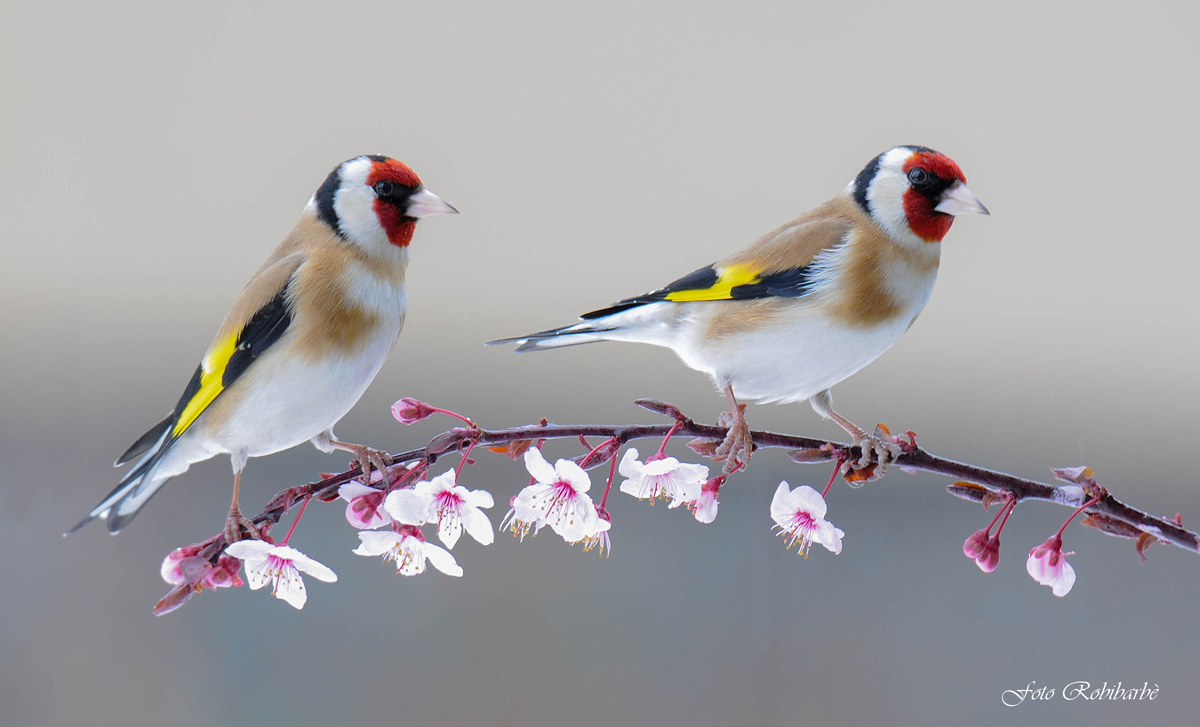 Cardellini in fior...