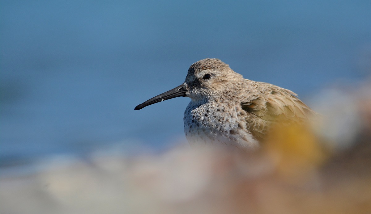 Dunlin